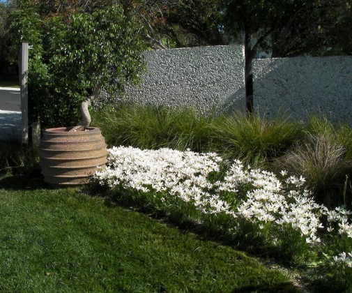 Zephyranthes, Manly